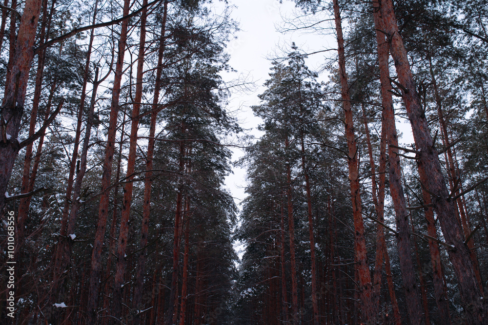 Fototapeta premium Snowy winter in forest. Pine in wood.
