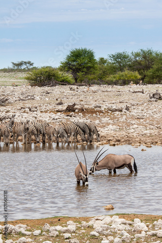 Gemsboks and Zebras Drinking at Waterhole, Etosha National Park, Namibia photo