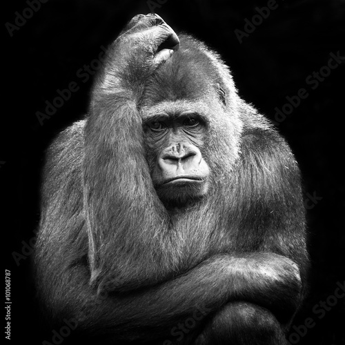 Portrait of an adult female gorilla on a black background, Nethe photo