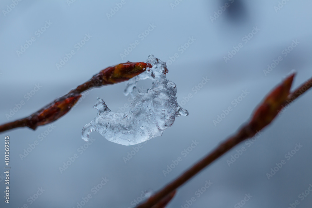 Winter Icecrystal on bush tree
