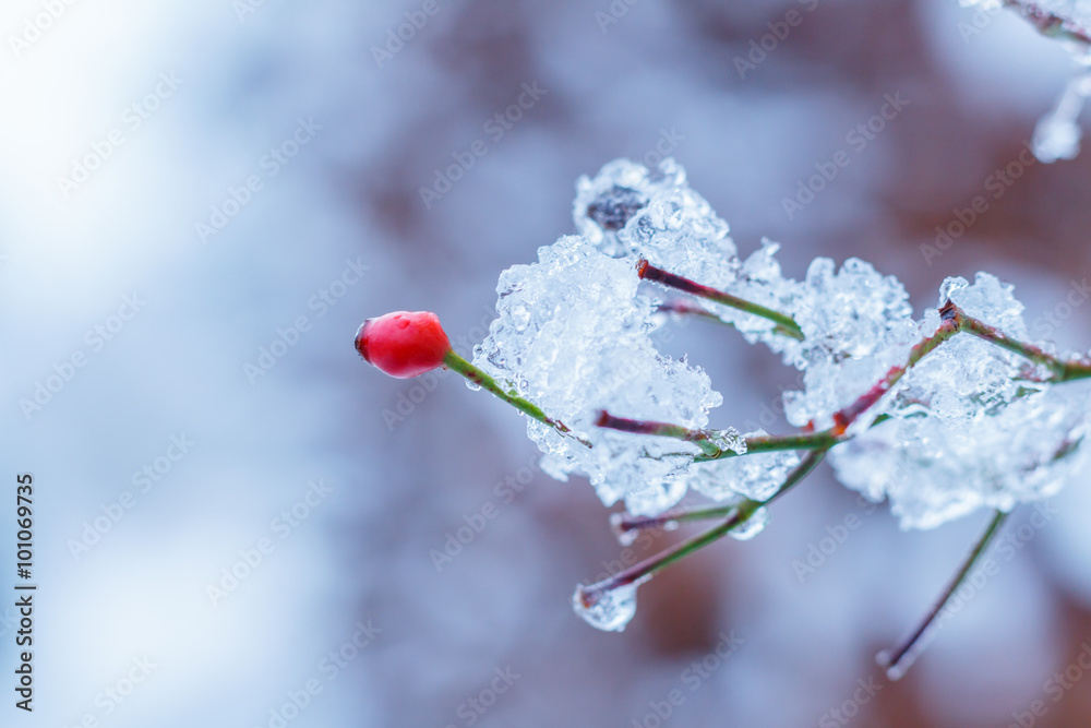 Winter Icecrystal on bush tree Winter Icecrystal on bush tree