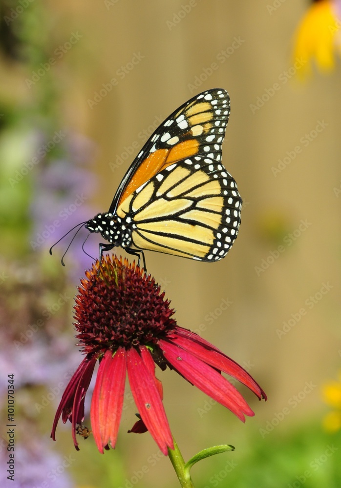Monarch butterfly feeding on a echinacea plant Monarch butterfly feeding on a echinacea plant