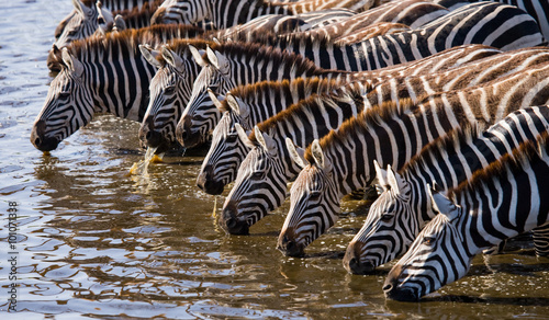 Grupa zebry woda pitna od rzeki. Kenia. Tanzania. Park Narodowy. Serengeti. Masajowie Mara. Doskonała ilustracja.