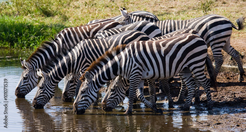 Grupa zebry woda pitna od rzeki. Kenia. Tanzania. Park Narodowy. Serengeti. Masajowie Mara. Doskonała ilustracja.