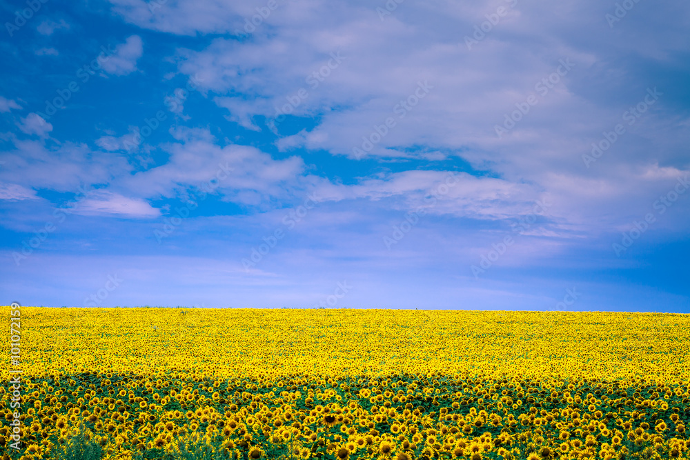 Obraz premium Sunflower field and blue sky