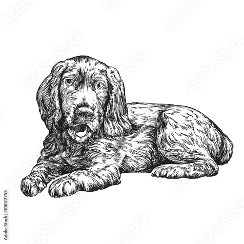 dog spaniel hand drawn vector llustration realistic sketch