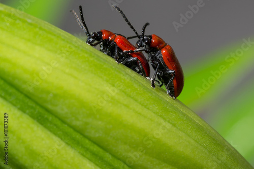 Red Beetles Mating