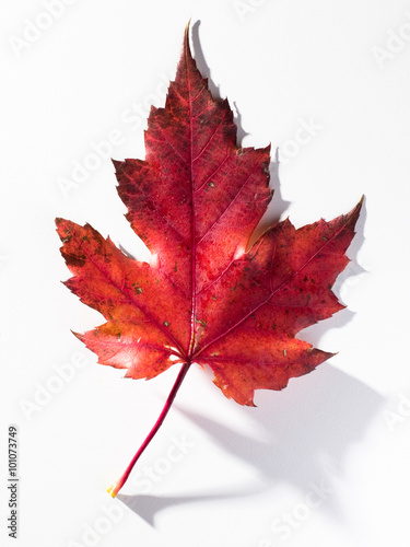 Autumn Maple Leaf on white