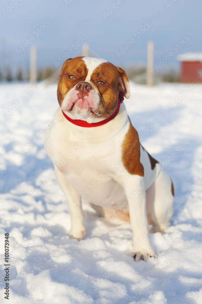 Female American Bulldog sitting outdoors on the snow at sunny weather