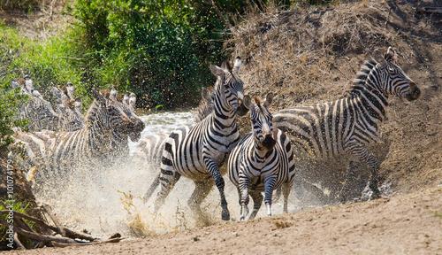 Group of zebras running across the water. Kenya. Tanzania. National Park. Serengeti. Maasai Mara. An excellent illustration.