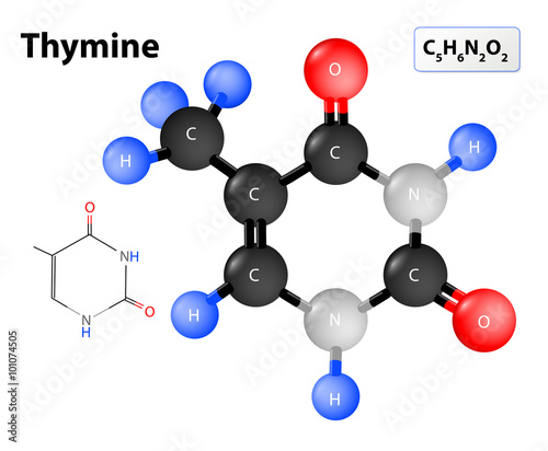 Thymine molecule