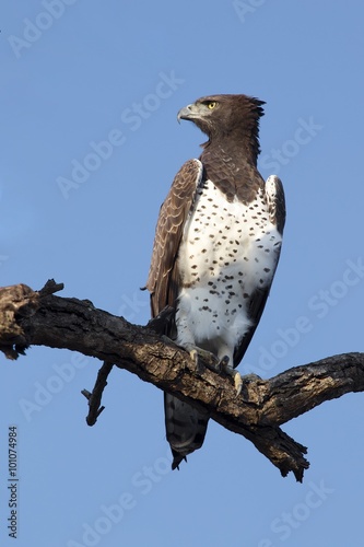 beautiful martial eagle at etosha