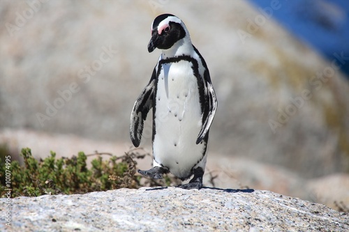 Humble penguin south africa boulder bach photo