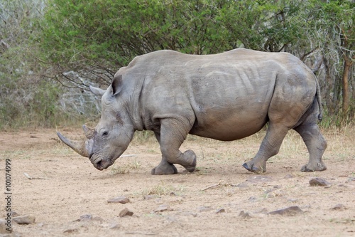 massive rhino at kruger