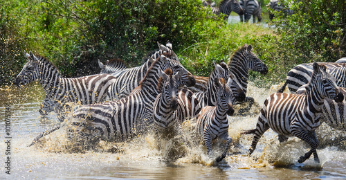 Group of zebras running across the water. Kenya. Tanzania. National Park. Serengeti. Maasai Mara. An excellent illustration.