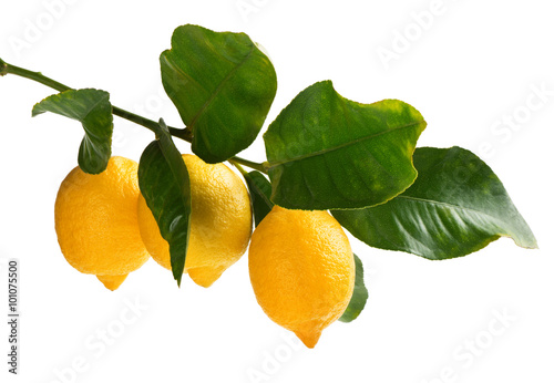 Branch of lemons