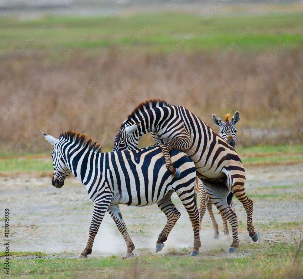 Two zebras playing with each other. Kenya. Tanzania. National Park. Serengeti. Maasai Mara. An excellent illustration. Two zebras playing with each other. Kenya. Tanzania. National Park. Serengeti. Maasai Mara. An excellent illustration.
