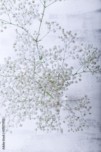 Gypsophila