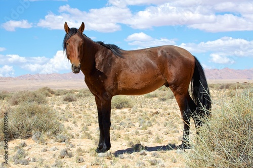 wild horse namibia