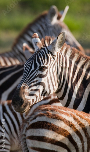 Portrait of a zebra. Close-up. Kenya. Tanzania. National Park. Serengeti. Maasai Mara. An excellent illustration.