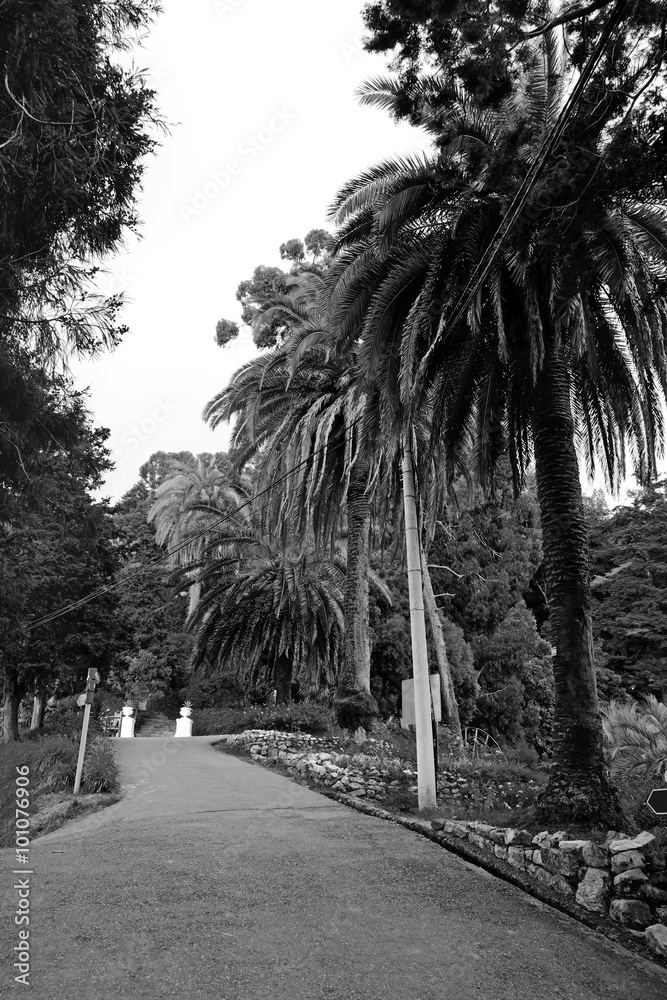 Obraz premium Palm trees, retro stylization, close-up