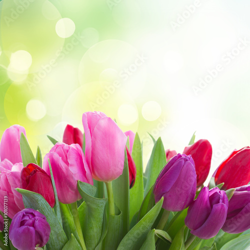 Fototapeta Naklejka Na Ścianę i Meble -  bouquet of  red and purple  tulip flowers