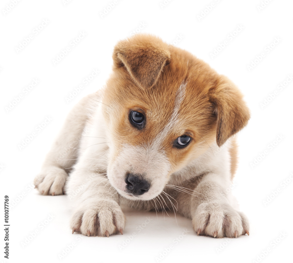 Small puppy. Small puppy.