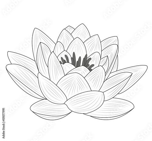 Lotus flower vector isolated on white, fiore di loto vettoriale isolato su sfondo bianco