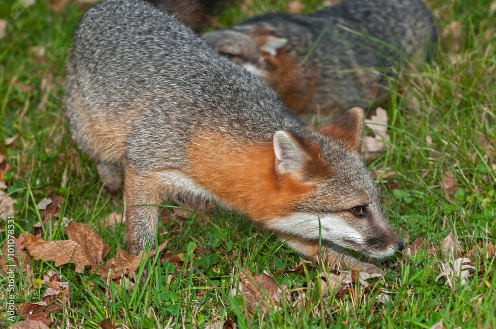 Grey Fox (Urocyon cinereoargenteus) Quick Turn