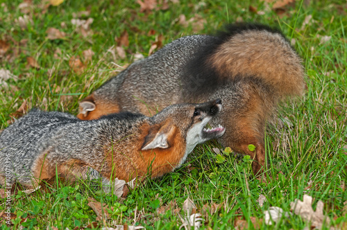 Grey Fox (Urocyon cinereoargenteus) Conflict