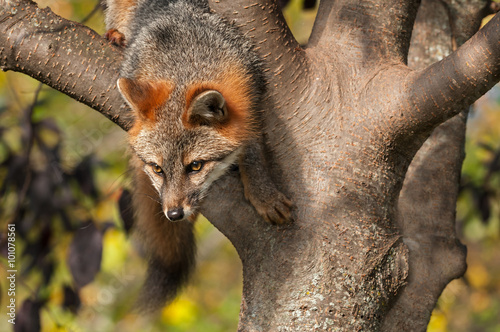 Grey Fox (Urocyon cinereoargenteus) Climbs Down from Tree