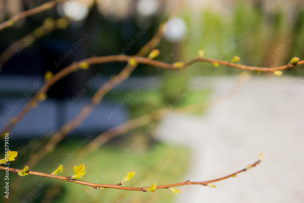 Sunny abstract green nature background, selective focus Sunny abstract green nature background, selective focus