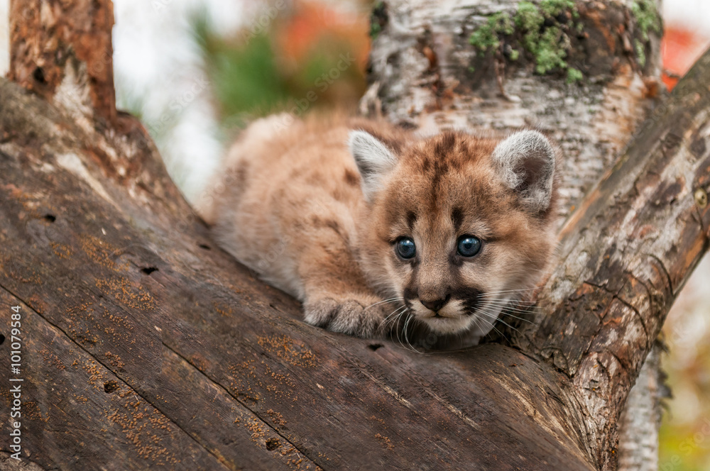 Female Cougar Kitten (Puma concolor) Crouches in Tree Female Cougar Kitten (Puma concolor) Crouches in Tree