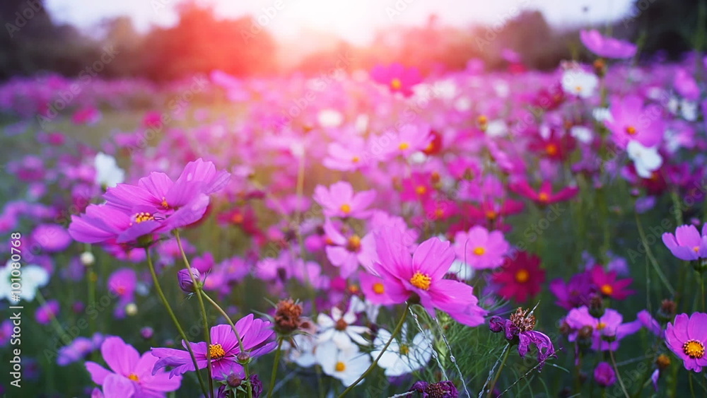 Beautiful cosmos flowers swaying in the breeze with sun light, slow motion.
Beautiful cosmos flowers swaying in the breeze with sun light, slow motion.