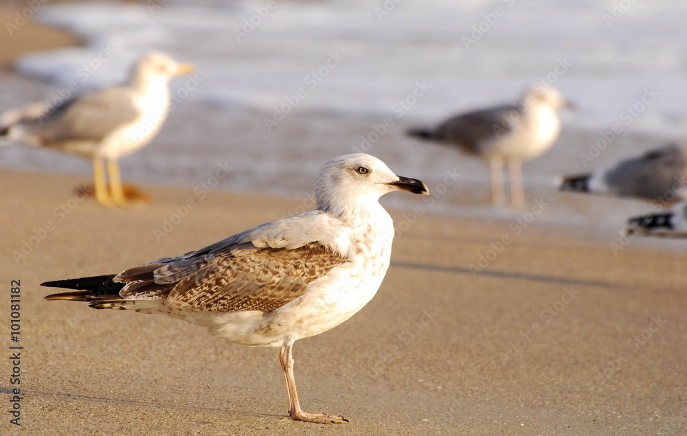 Fototapeta premium Средиземноморская чайка (Larus michahellis)