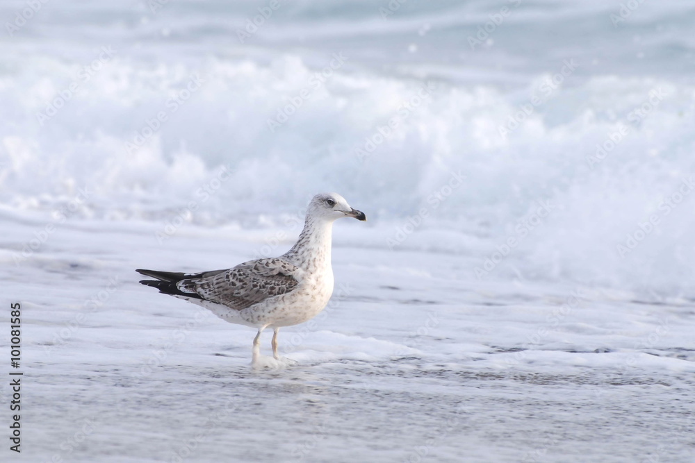 Молодая средиземноморская чайка (Larus michahellis) Yellow-legged Gull Молодая средиземноморская чайка (Larus michahellis) Yellow-legged Gull