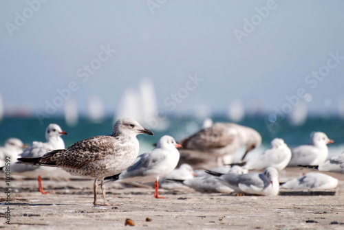 Средиземноморские (Larus michahellis) Yellow-legged Gull и озёрные чайки (Larus ridibundus) Black-headed Gull, г. Одесса