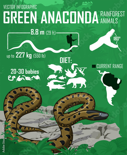 vector jungle Green anaconda infographic