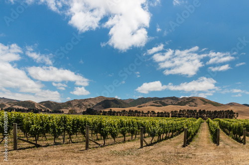 vineyard plantation in Wither Hills, New Zealand