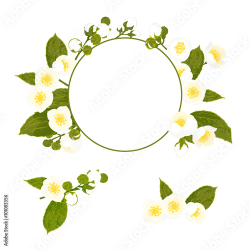 White flowers collection with wreath, foliage and branch. Botanical style vector illustration.
