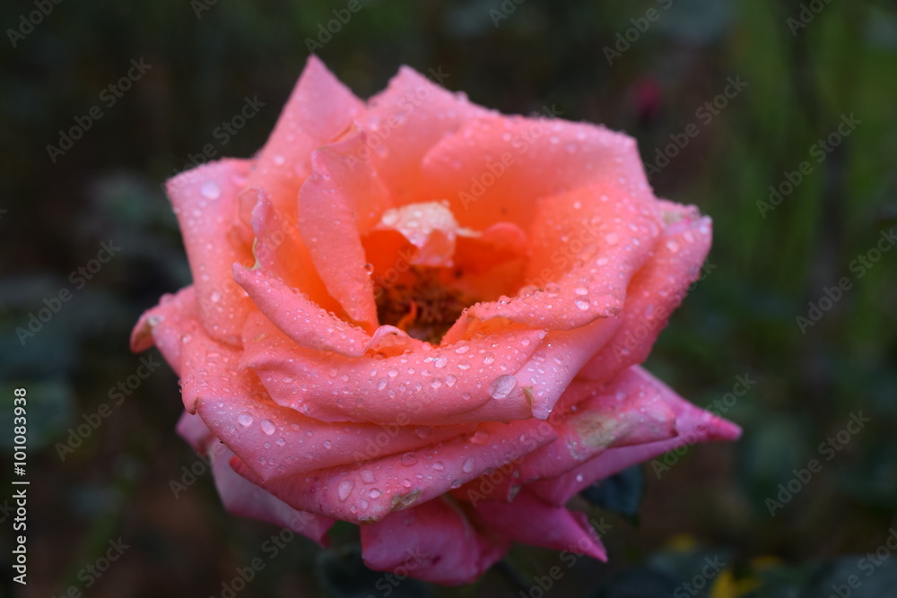 pink rose with the morning dew on the petals
