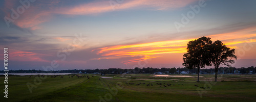 Geese Eating On Golf Course at Sunset