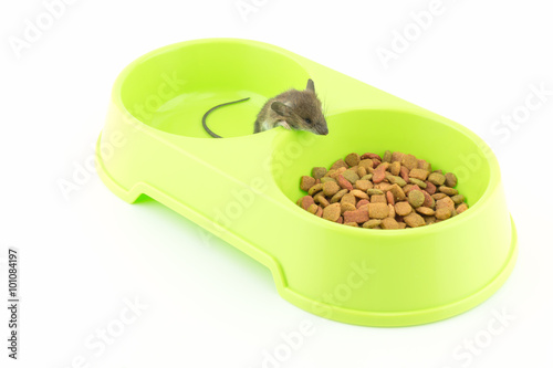  little mouse   in a green bowl with cat food