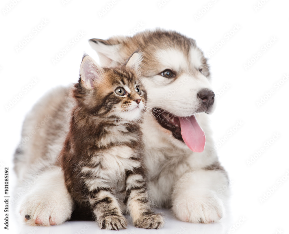 alaskan malamute puppy hugging maine coon kitten. isolated on wh