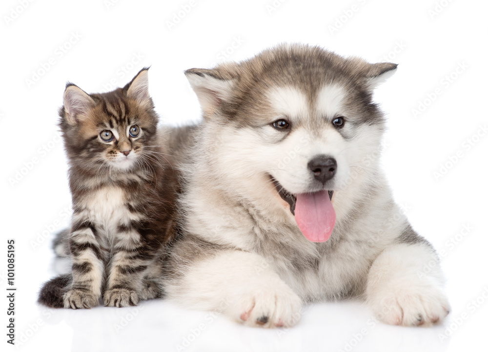 alaskan malamute dog and maine coon cat  together. isolated on w