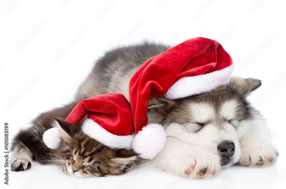 alaskan malamute puppy and maine coon kitten with red santa hat