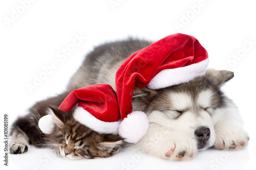 Fototapeta Naklejka Na Ścianę i Meble -  alaskan malamute puppy and maine coon kitten with red santa hat