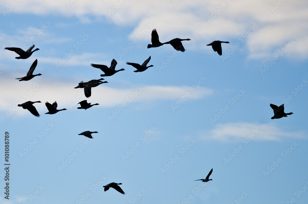Flock of Geese Silhouetted in the Cloudy Sky