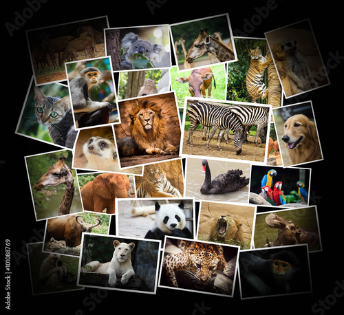 Different animal collage in the zoo