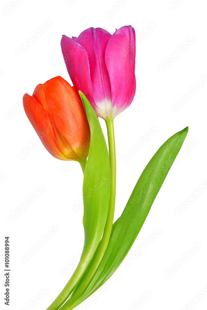 Colorful tulips isolated on a white background Colorful tulips isolated on a white background